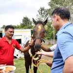 New Horses to the School